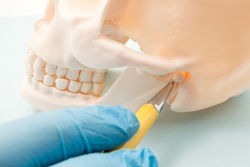 Dentist pointing to TMJ joint on model of a skull 